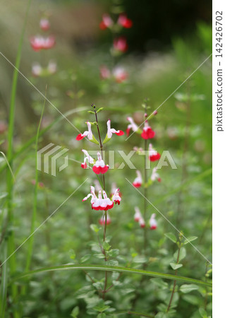 Hot Lips salvia blossoms in a natural outdoor Hot Lips salvia blossoms in a natural outdoor 142426702