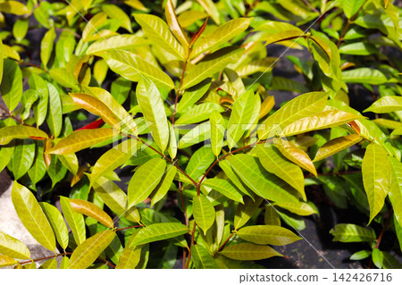 Close-up of fresh Excoecaria cochinchinensis leaves growing on a branch. Close-up of fresh Excoecaria cochinchinensis leaves growing on a branch. 142426716