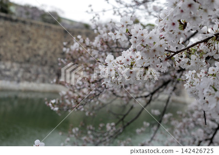 White cherry blossoms blooming beautifully over a lake. White cherry blossoms blooming beautifully over a lake. 142426725