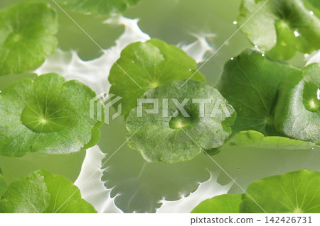 Green pennywort leaves floating on clear water with soft ripples. Green pennywort leaves floating on clear water with soft ripples. 142426731