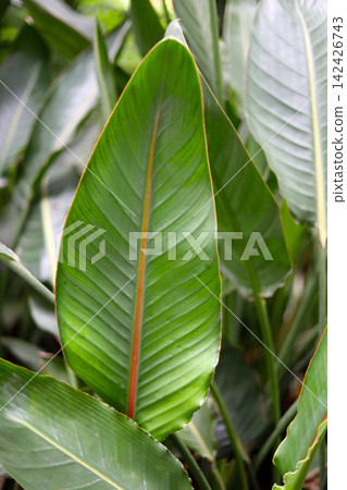 Big green bird of paradise leaf with reddish Big green bird of paradise leaf with reddish 142426743