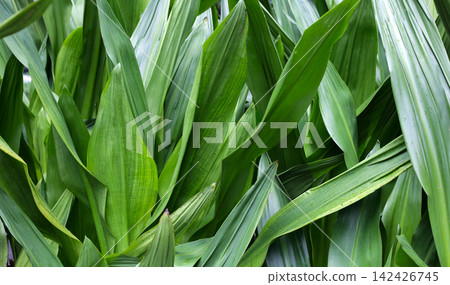 Beautiful background of thick ornamental tropical foliage growing tightly together Beautiful background of thick ornamental tropical foliage growing tightly together 142426745