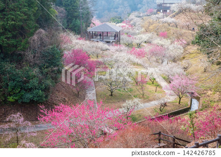 月瀨梅林「梅林公園」（奈良縣奈良市） 142426785