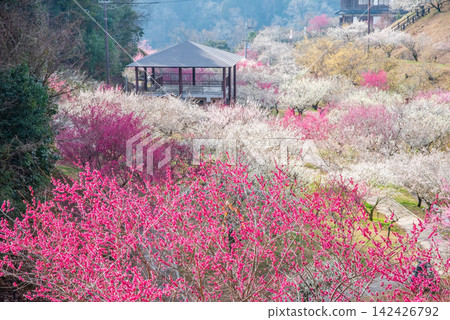 Tsukigase Plum Grove "Plum Grove Park" (Nara City, Nara Prefecture) Tsukigase Plum Grove "Plum Grove Park" (Nara City, Nara Prefecture) 142426792