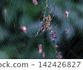 A golden orb spider aiming for its prey A golden orb spider aiming for its prey 142426827