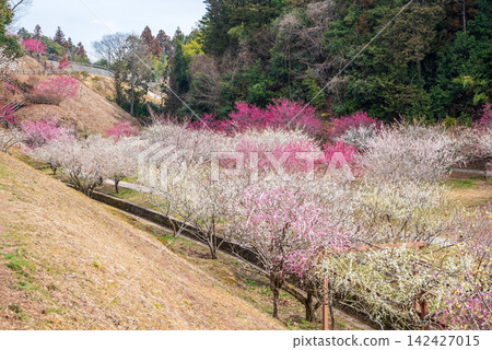 Tsukigase Plum Grove "Plum Grove Park" (Nara City, Nara Prefecture) Tsukigase Plum Grove "Plum Grove Park" (Nara City, Nara Prefecture) 142427015