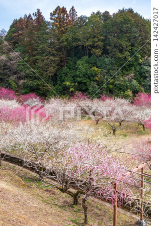 Tsukigase Plum Grove "Plum Grove Park" (Nara City, Nara Prefecture) Tsukigase Plum Grove "Plum Grove Park" (Nara City, Nara Prefecture) 142427017