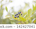Blueberries growing on a tree 142427041
