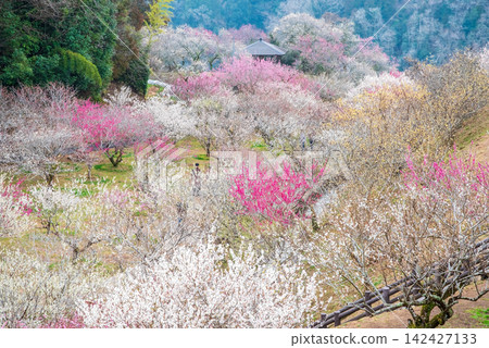 Tsukigase Plum Grove "Plum Grove Park" (Nara City, Nara Prefecture) Tsukigase Plum Grove "Plum Grove Park" (Nara City, Nara Prefecture) 142427133