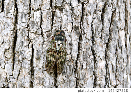 Late summer cityscape of Yokohama, Japan... Cicadas perched low on street trees... = August 31st, Yokohama city Late summer cityscape of Yokohama, Japan... Cicadas perched low on street trees... = August 31st, Yokohama city 142427218