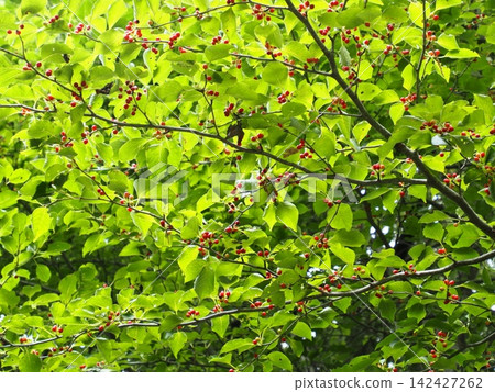 As summer deepens, the Japanese holly (Ilex macropoda) spreads its translucent leaves and bears red berries. As summer deepens, the Japanese holly (Ilex macropoda) spreads its translucent leaves and bears red berries. 142427262
