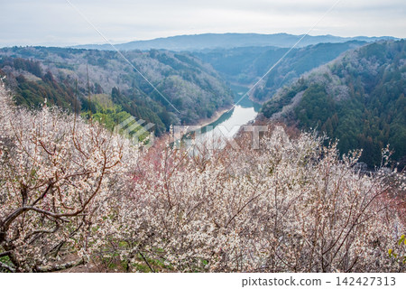 Tsukigase Plum Grove: A Stunning Plum Valley Scenery (Nara City, Nara Prefecture) 142427313
