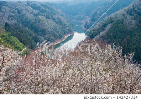 Tsukigase Plum Grove: A Stunning Plum Valley Scenery (Nara City, Nara Prefecture) Tsukigase Plum Grove: A Stunning Plum Valley Scenery (Nara City, Nara Prefecture) 142427314
