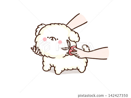 一隻可愛的馬爾濟斯犬正在接受寵物美容師的毛髮修剪(美容) 一隻可愛的馬爾濟斯犬正在接受寵物美容師的毛髮修剪(美容) 142427350