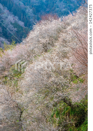 Tsukigase Plum Grove: A Stunning Plum Valley Scenery (Nara City, Nara Prefecture) Tsukigase Plum Grove: A Stunning Plum Valley Scenery (Nara City, Nara Prefecture) 142427375