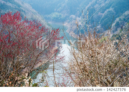 Tsukigase Plum Grove: A Stunning Plum Valley Scenery (Nara City, Nara Prefecture) Tsukigase Plum Grove: A Stunning Plum Valley Scenery (Nara City, Nara Prefecture) 142427376