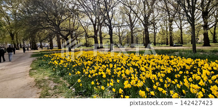 公園裡成簇盛開的水仙花:英國倫敦格林公園 公園裡成簇盛開的水仙花:英國倫敦格林公園 142427423