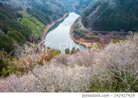 Tsukigase Plum Grove: A Stunning Plum Valley Scenery (Nara City, Nara Prefecture) 142427429