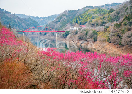 Tsukigase Plum Grove, Red Plum Blossoms along the Nabari River (Nara City, Nara Prefecture) Tsukigase Plum Grove, Red Plum Blossoms along the Nabari River (Nara City, Nara Prefecture) 142427620