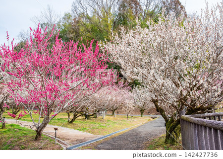 Tsukigase Plum Grove "Plum Grove Park" (Nara City, Nara Prefecture) Tsukigase Plum Grove "Plum Grove Park" (Nara City, Nara Prefecture) 142427736