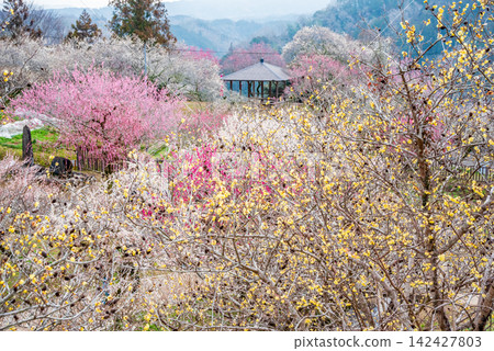 Tsukigase Plum Grove "Plum Grove Park" (Nara City, Nara Prefecture) Tsukigase Plum Grove "Plum Grove Park" (Nara City, Nara Prefecture) 142427803