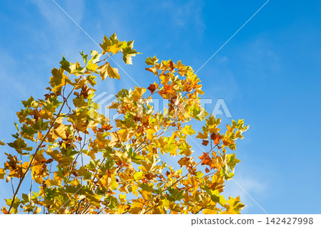 Golden foliage against blue sky forming seasonal pattern with natural daylight and warm color harmony. Golden foliage against blue sky forming seasonal pattern with natural daylight and warm color harmony. 142427998