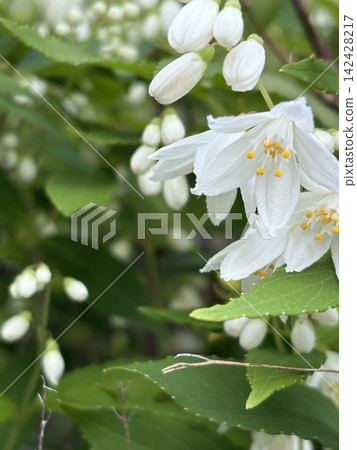 Early summer flowers 142428217