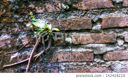 Small plants grow from the weathered, old red brick wall. Small plants grow from the weathered, old red brick wall. 142428218