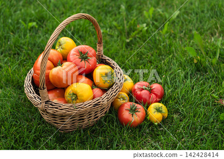 Basket of homegrown tomatoes on green grass after harvest Basket of homegrown tomatoes on green grass after harvest 142428414