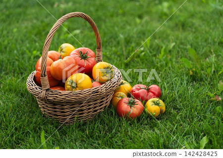 Basket of homegrown tomatoes on green grass after harvest Basket of homegrown tomatoes on green grass after harvest 142428425