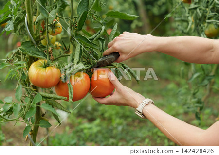 Hands cutting large ripe tomatoes from vine in garden Hands cutting large ripe tomatoes from vine in garden 142428426
