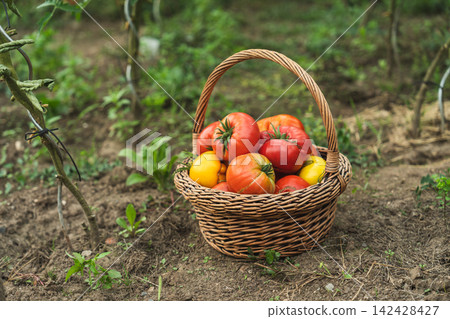 Basket of freshly harvested heirloom tomatoes in home garden Basket of freshly harvested heirloom tomatoes in home garden 142428427