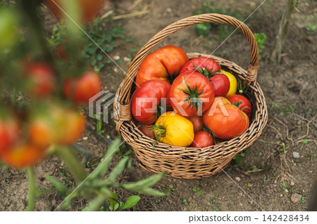 Basket of freshly harvested heirloom tomatoes in home garden Basket of freshly harvested heirloom tomatoes in home garden 142428434