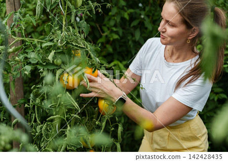 Woman picking yellow heirloom tomatoes from garden vine outdoors Woman picking yellow heirloom tomatoes from garden vine outdoors 142428435