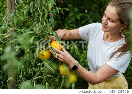 Woman picking yellow heirloom tomatoes from garden vine outdoors 142428436