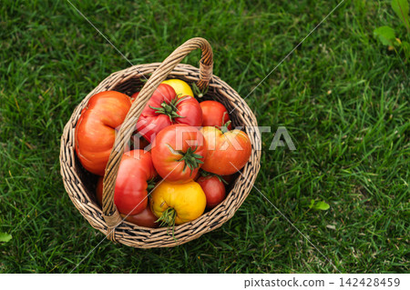Basket of homegrown tomatoes on green grass after harvest Basket of homegrown tomatoes on green grass after harvest 142428459
