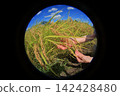 Rice harvest 142428480