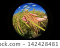 Rice harvest 142428481