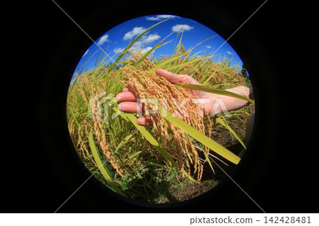 Rice harvest Rice harvest 142428481