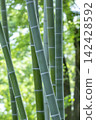 竹子 142428592