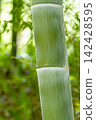 竹子 142428595