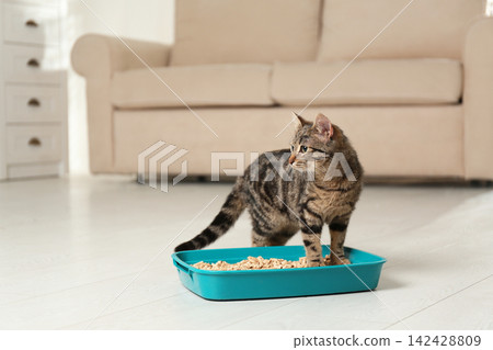 Tabby cat near litter box at home Tabby cat near litter box at home 142428809