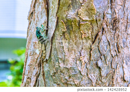 Late summer in the urban landscape of Yokohama, Japan... A cicada is seen sticking its proboscis into a low-lying street tree in the city... = 30th, Yokohama City Late summer in the urban landscape of Yokohama, Japan... A cicada is seen sticking its proboscis into a low-lying street tree in the city... = 30th, Yokohama City 142428952