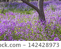 Murasakihanana 142428973
