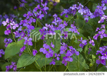 Murasakihanana 142428974