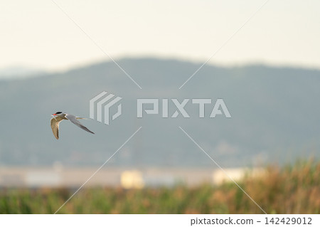 Tern flying over summer wetlands Tern flying over summer wetlands 142429012