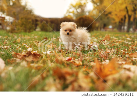 Cute fluffy dog in park on autumn day Cute fluffy dog in park on autumn day 142429111