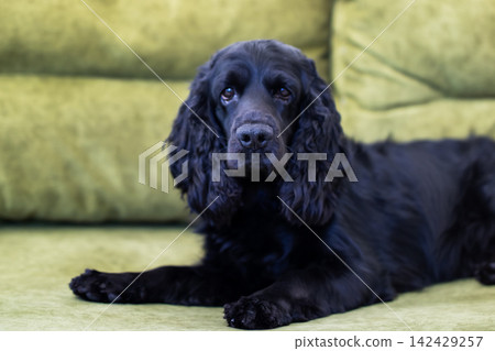 Black spaniel dog lying relaxed on green sofa looking toward camera with soft indoor light and calm expression, with dog, spaniel, pet, canine detail, showing companion, black, sofa, couch context Black spaniel dog lying relaxed on green sofa looking toward camera with soft indoor light and calm expression, with dog, spaniel, pet, canine detail, showing companion, black, sofa, couch context 142429257