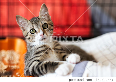 Curious tabby kitten reclining on soft blanket with wide eyes and attentive expression in cozy indoor setting, with kitten, tabby, cat, feline detail, showing pet, young, curious, playful context Curious tabby kitten reclining on soft blanket with wide eyes and attentive expression in cozy indoor setting, with kitten, tabby, cat, feline detail, showing pet, young, curious, playful context 142429275
