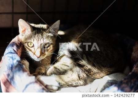 Brown tabby cat resting in sunlit cushioned pet bed, striped fur glowing in warm natural light, alert gaze toward camera, cozy indoor scene with soft textures and calm mood Brown tabby cat resting in sunlit cushioned pet bed, striped fur glowing in warm natural light, alert gaze toward camera, cozy indoor scene with soft textures and calm mood 142429277